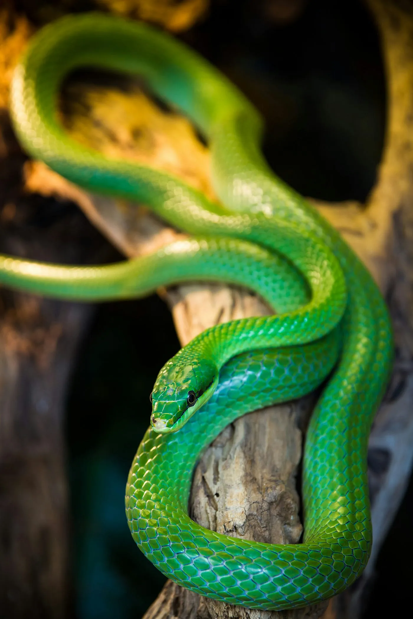 ターミナルがダサいとモテない。uv で python の管理をする編
